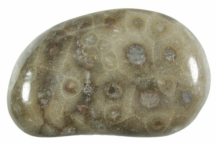 Polished Petoskey Stone (Fossil Coral) - Michigan #348585